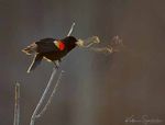وقتی که ملودی قابل دیدن می‌شود!

این عکس شگفت‌انگیز را خانم Kathrin Swoboda که یک عکاس آماتور است، از پرنده ای به نام Red-winged Blackbird در پارکی نزدیک خانه‌اش در ویرجینا گرفته و برندۀ جایزۀ رقابت Audubon2019 شده. در روز ثبت عکسها، هوا بسیار سرد بوده، بنابراین بخاری که از دهانه پرنده در حال آواز خواندن بیرون آمده، کاملا آشکار شده است. در واقع ما اگرچه چهچهۀ پرنده را نمی‌شنویم اما داریم ملودی‌هایش را می بینیم! 