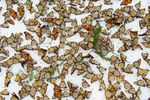 فرش پروانه ای

فرشی از"پروانه پادشاه"بر سطح یخ زده جنگل میچوآکان مکزیک

دست کم 9 میلیون (40%25) از کل پروانه ها بر اثر صاعقه  های پاییزی از بین می روند.

#فرش_پروانه_ای