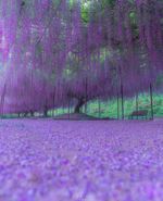 ژاپن، شکوفه‌های بنفش درخت ویستریا 💜