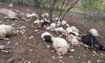 گرگ‌ها ۲۲ راس گوسفند را در بدره ایلام دریدند