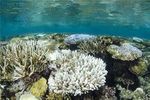 دلیل انقراض آبسنگ‌های مرجانی  و زنجیره زیستی در خلیج فارس