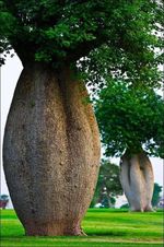 درخت توبوروچی