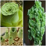 این گیاهان شاداب Greenovia Dodrentalis نام داشته و دارای گلبرگ های لایه لایه هستند که باعث می شود د...