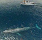 عظمت و بزرگی نهنگ آبی در مقایسه با قایق 23 متری   