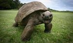 لاک‌پشت ۱۸۸ ساله، سالخورده‌ترین حیوان روی خشکی

زندگی طولانی "جاناتان"، لاک‌پشت غول‌پیکر سیشل که در سال ۲۰۲۰ میلادی ۱۸۸ ساله شد و رکورد سالخورده‌تر...