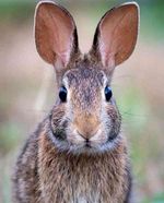 خرگوش خاکستری


ناب ترین عکسهای حیوانات👇👇👇




#گردشگر #توریست #توریسم #گردشگری