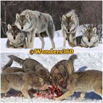 گرگها وقت قحطی غذا دور هم حلقه میزنن و ساعتها همدیگه رو زیر نظر میگیرن به محض اینکه در اثر گرسنگی ض...
