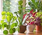 گیاهان آپارتمانی کمیاب و زیبا با نگهداری آسان

برخی از گیاهان کمیاب که در مناطق گرمسیری رشد می کنند گیاهان مناسبی برای آپارتمان به حساب می آیند که ...