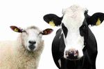 شیر گاو مقوی تر است یا شیر گوسفند؟