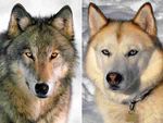سگ قویتره یا گرگ؟ کدومیک در مبارزه پیروز میشن؟
