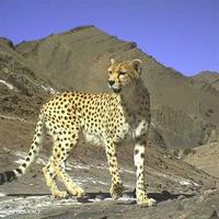 گیتی‌چه جانوران در خطر انقراض ایران