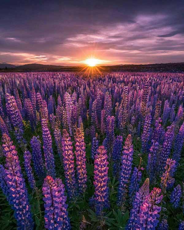 شکوفه های لوپین، کنار دریاچه تکاپو Lake Tekapo، ن