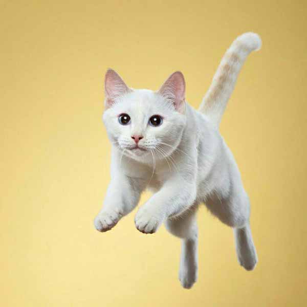 گربه متعادل ترین حیوان روی زمین است و این تعادل خ