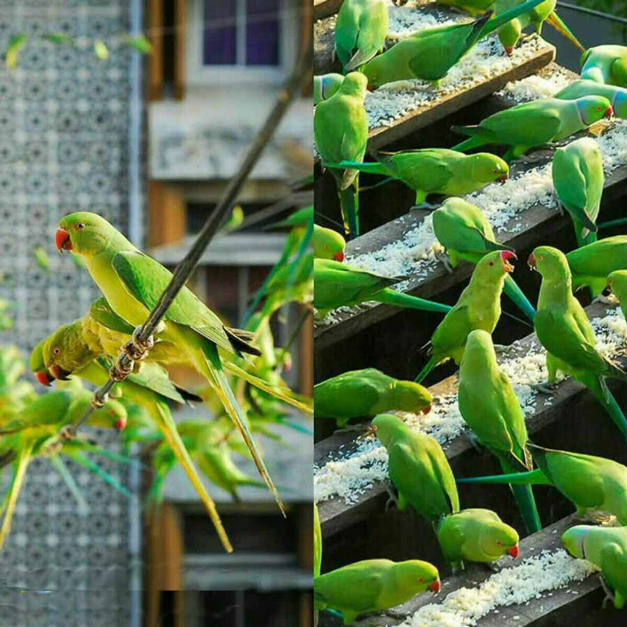 مردی در هند روزانه به ۴۰۰۰ طوطی غذا میدهد او هر ر