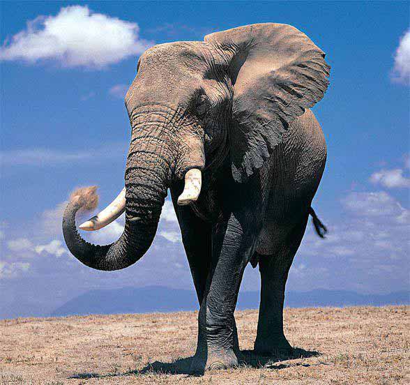 پوست یک فیل 1 اینچ 254 سانتی متر ضخامت دارد اما آ