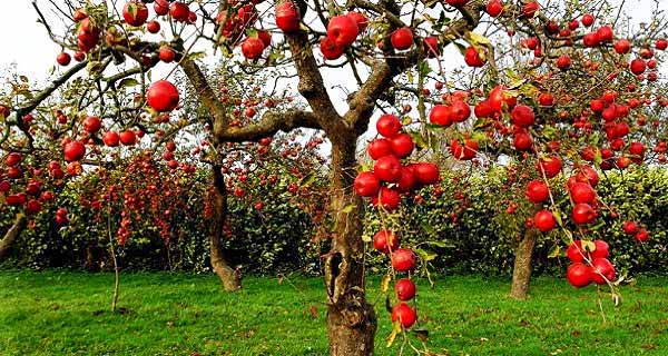 امشب دست هایم از شاخه اساطیری میوه می چینند امشب 