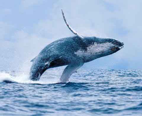 نهنگ اسپرمی ، بلندترین صدا در حیوانات رو داره و ش