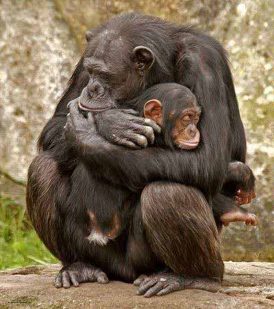 شامپانزه ها و فیل ها هم مانند انسانها افسرده می ش