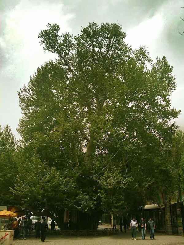 دومین درخت کهنسال ایران در کرمانشاه  درخت رحمت چن