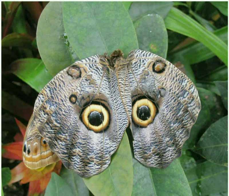 پروانه ی جالبی به نام owl butterfly یا پروانه جغد