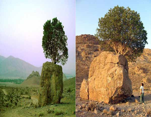 سنگ صبور در چهار کیلومتری ارسنجان فارس؛ یک درخت ب