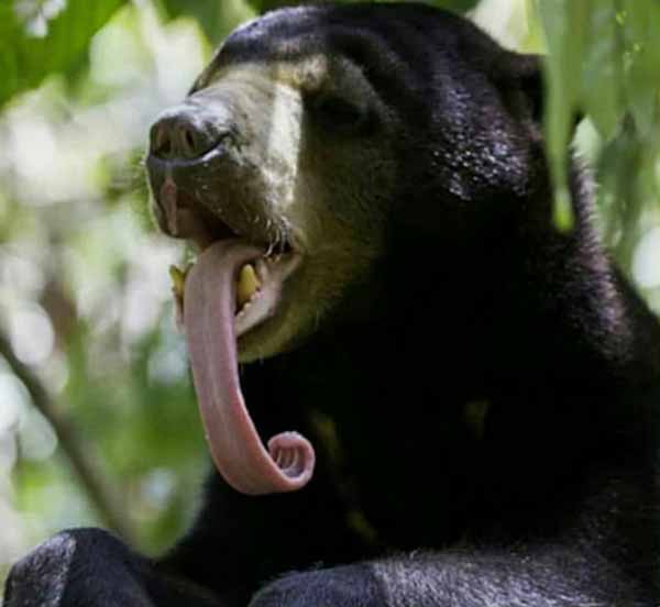 خرس خورشید یا Sun bear طولانی ترین زبان از همه گو