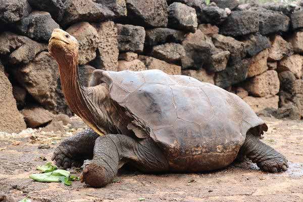 بازنشستگی دیگو، لاک‌پشتی که طی نیم قرن ۸۰۰ بار پد