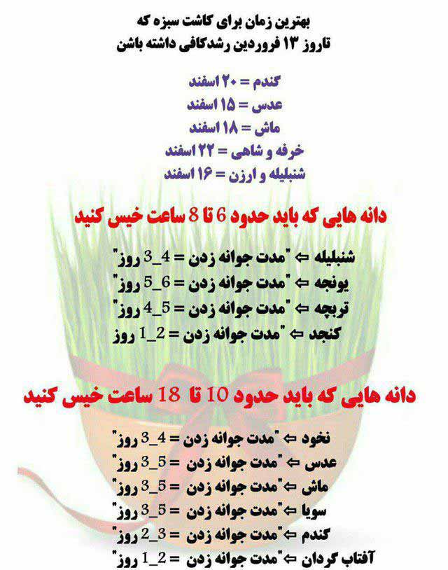 بهترین زمان برای کاشت سبزه که تا روز 13 فروردین ر