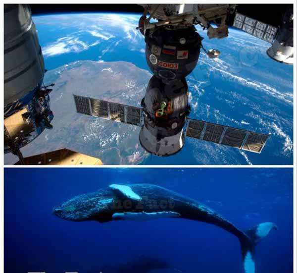 دانشمندان بریتانیایی نهنگ‌ها را از مدار زمین می‌ش