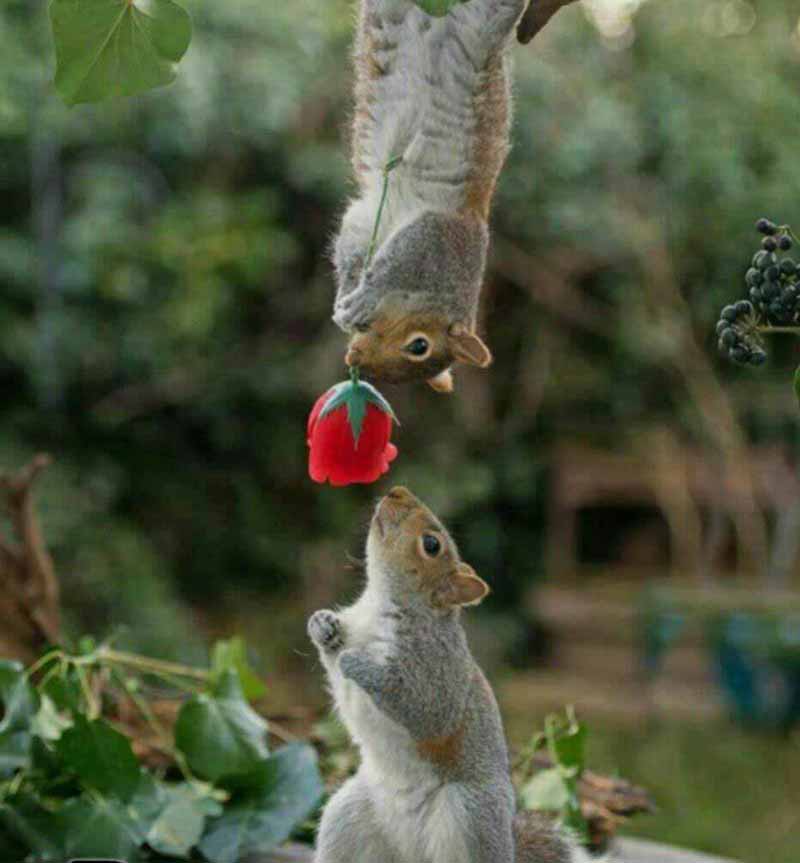 سنجاب ها تنها حیواناتی هستند که برای جلب رضایت و 