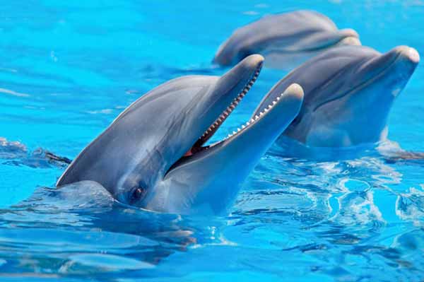 تفکر دلفینی چیست