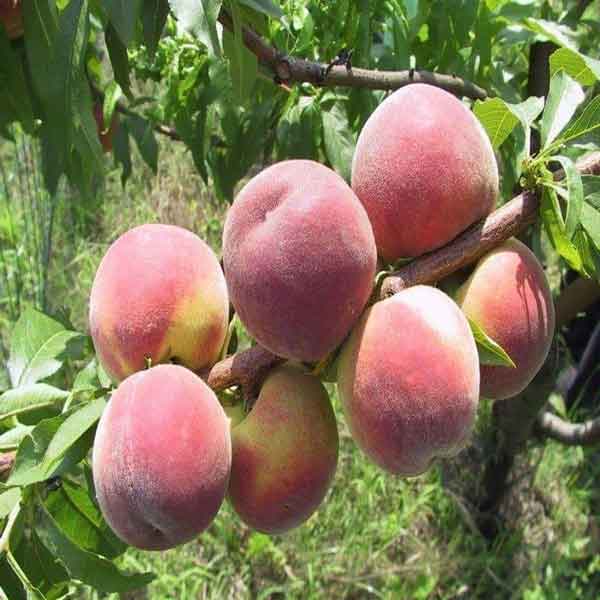 خواص میوه های فصل تابستان 🍒 آلبالو آلبالو میوه‌ای