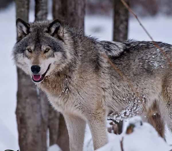 گرگ ها میتوانند از فاصله یک ونیم کیلومتری بوی طعم