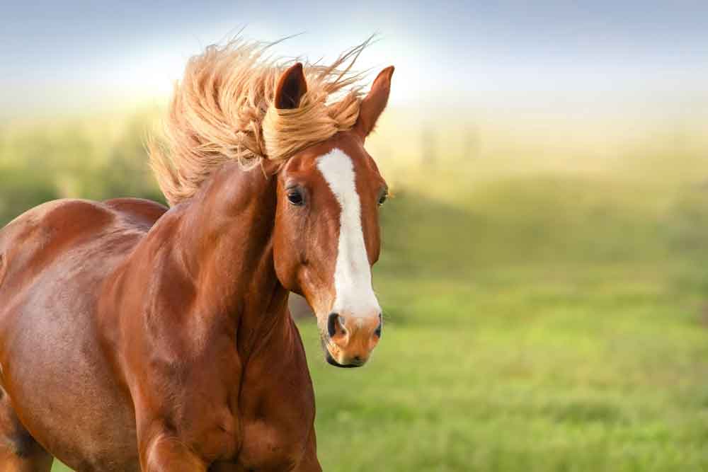 چند واقعیت جالب که در مورد اسب ها نمی‌دانید  بیشت
