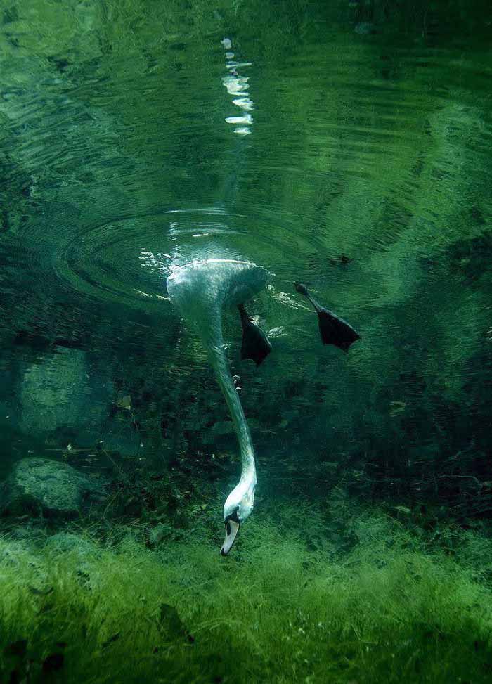 یک عکس زیبا از دنیای زیر آب، گردن بلند قو این جور