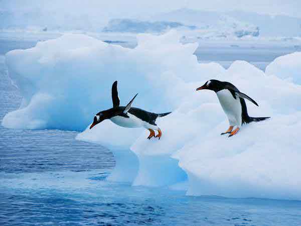 در بسیاری موارد دیده شده که پنگوئن ها قبل از پرید
