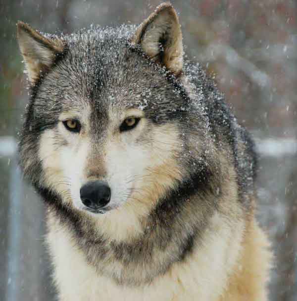 گرگ ها میتوانند از فاصله یک ونیم کیلومتری بوی طعم
