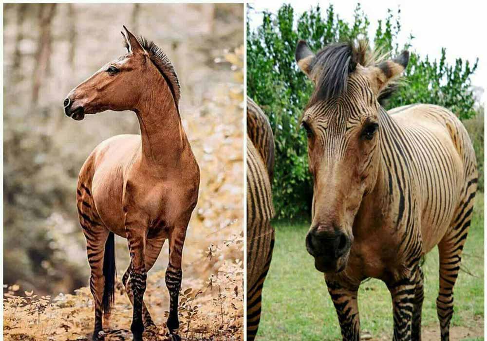حیوانی به نام زورس وجود داره که بسیار از اسب و دی