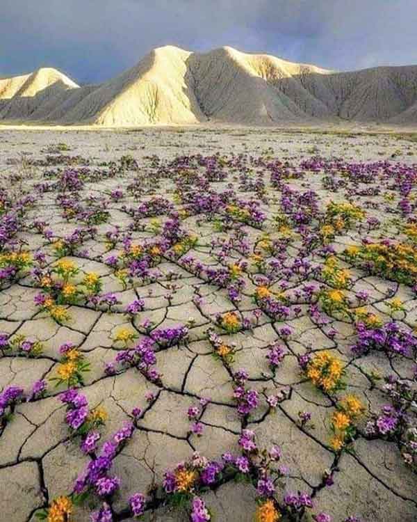 صحرای پر گل شیلی  پدیده ای که هر ۵ سال یک بار روی