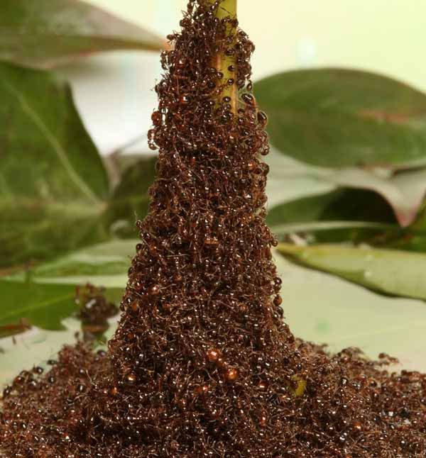 مورچه ها یک چهارم جمعیت حیوانات روی زمین را تشکیل