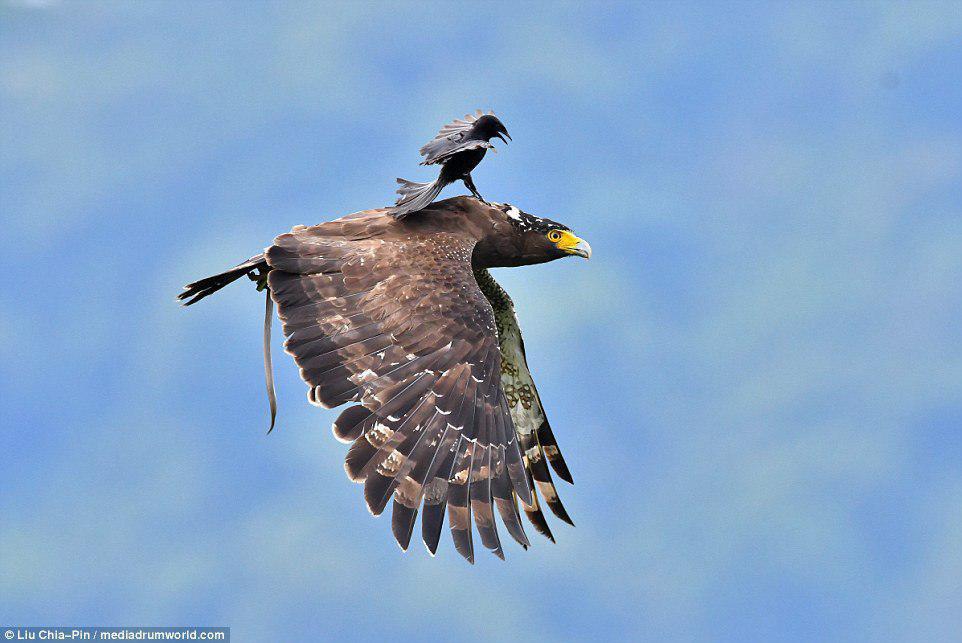 پرنده تهاجمی جنوب آسیا به عقابی که وارد محدوده او