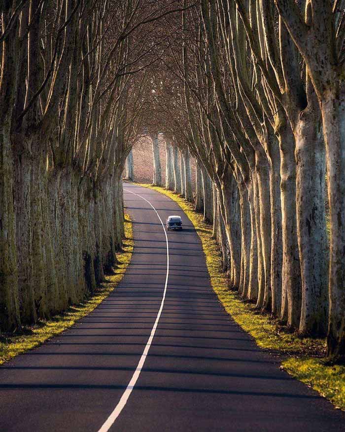 تونلی زیبا از درختان لوکیشن فرانسه