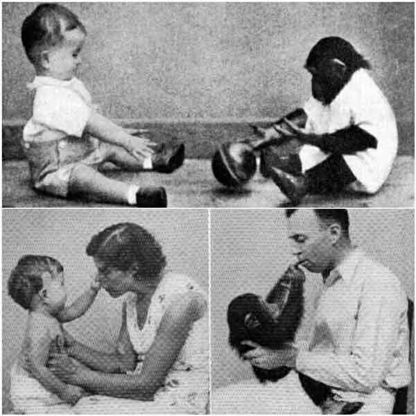 در سال 1930دو روانشناس یک بچه شامپانزه را در کنار