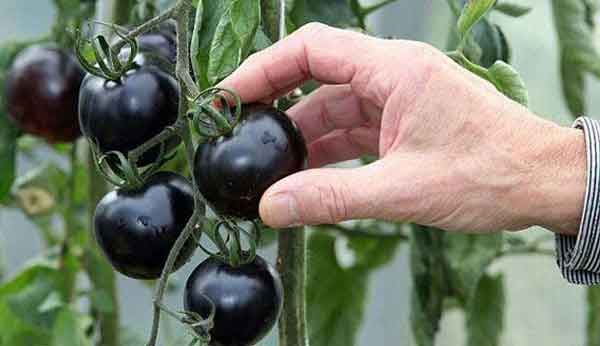 گوجه سیاه در کرمان گوجه فرنگی مشكی برای اولين بار