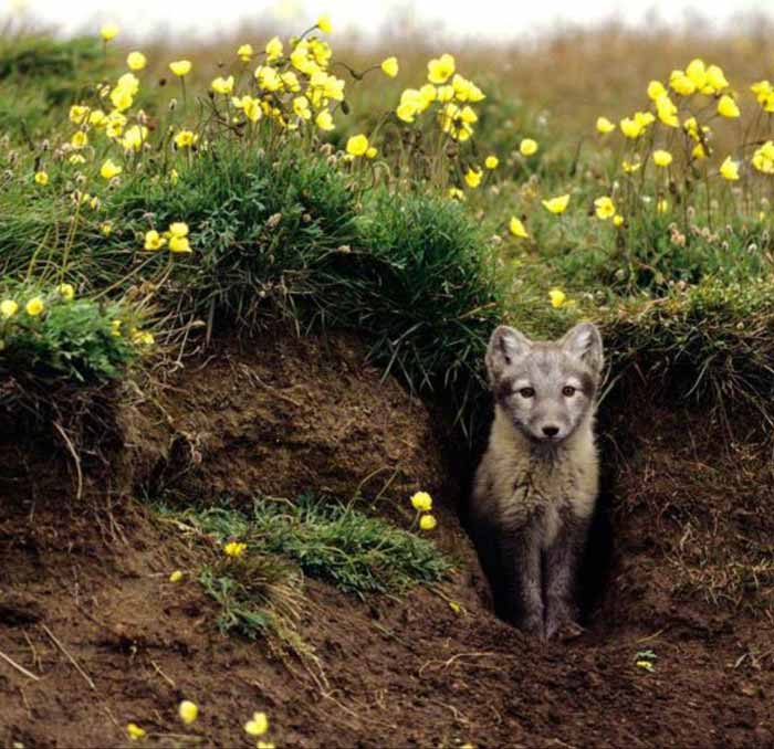 خز روباه قطبی در حدی ضخیم است که این حیوان در دما