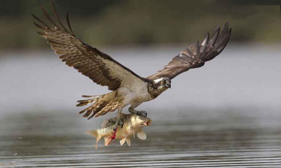 شکار ماهی کپور توسط عقاب