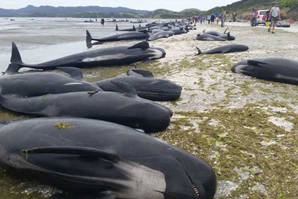 مرگ گروهی و عجیب 200 نهنگ در سواحل نیوزیلند برخی 