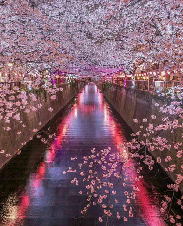 شکوفه های گیلاس Sakura، توکیو، ژاپن ژاپن 