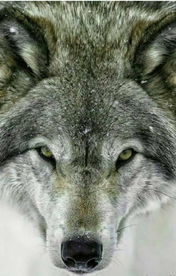 گرگها حیواناتی هستند که به انسان حمله نمیکنند ، ا