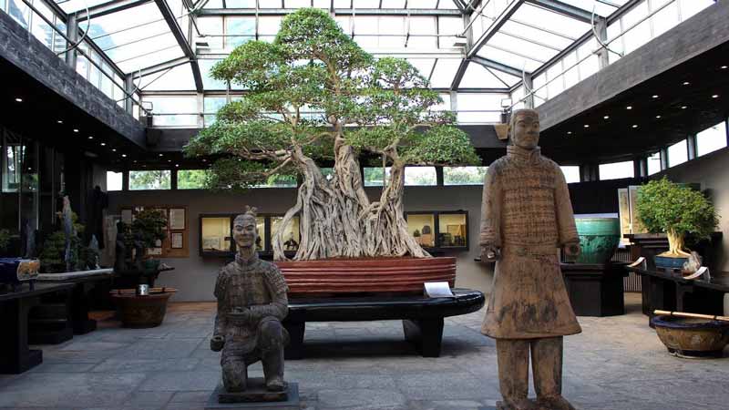 قدیمی ترین درخت بونسای در دنیا با قدمت ۱۰۰۰ سال ک